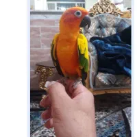 طوطی خورشیدی نر۱۵ماهه