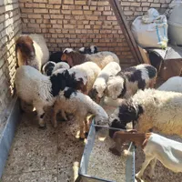 بره نر وماده پر گوشت ویک بز|حیوانات مزرعه|اهواز, کوی فرهنگیان|دیوار