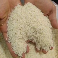 فروش برنج طارم هاشمی ممتاز کشت برتر استان مازندران