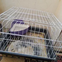 قفس