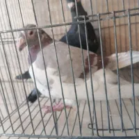 سه تا کبوتر ماده مناسب جفت 200|پرنده|شیراز, شهرک کوشکک|دیوار