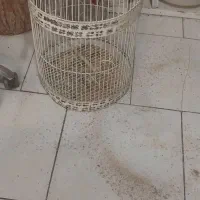 قناری قفس|پرنده|مشهد, ایثارگران|دیوار