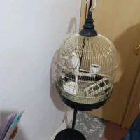 عروس هلندی لوتینو سخنگو با قفس|پرنده|سقز, |دیوار