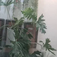 گل های آپارتمانی ورق بزنید