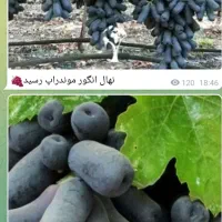 انگور موندراپ