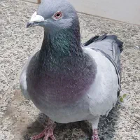 کبوتر مسافتی شکار شده