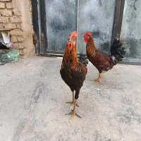 دوعددمرغ دوعددخروس محلی اصل|حیوانات مزرعه|مرودشت, محمد آباد|دیوار