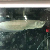 ماهی آروانا