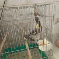 عروس هلندی جفت