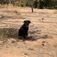 واگذازی سگ روتوایلر ،مالینویز|سگ|نجف‌آباد, یزدانشهر|دیوار