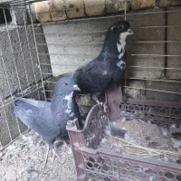 یک جفت کفتر ریشی