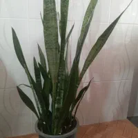 گل طبیعی سانسوریا