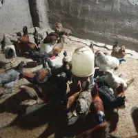 مرغ بومی محلی|حیوانات مزرعه|فولادشهر, مسکن مهر فولادشهر|دیوار