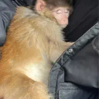 فروش عروسک میمون کاملا طبیعی بدون پارگی