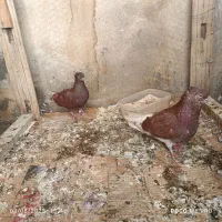 1جفت کفتر با جوجه|پرنده|تهران, کوثر|دیوار