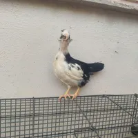 مرغ و خروس گلین اصل