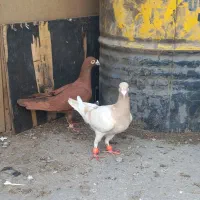 کفتر شهرستانی