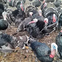 بوقلمون نر محلی|حیوانات مزرعه|الشتر, |دیوار