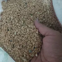 گندم و ماشک تمیر و عالی|خدمات باغبانی و درختکاری|چرام, |دیوار