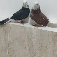 کبوتر غریب|پرنده|کوهدشت, |دیوار