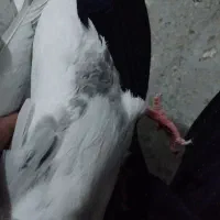 ب علت کمبود جا فوری