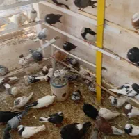 پرنده فروشی تک