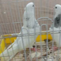 طوقی|پرنده|بندر گناوه, |دیوار