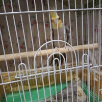 جفت عروس هلندی با جوجه