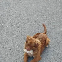 سگ پامر خرسی|سگ|کرج, احدآباد|دیوار