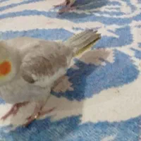 عروس هلندی