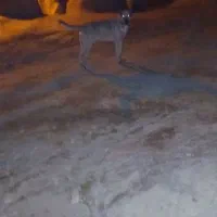 سراب اسل|سگ|بیجار, |دیوار