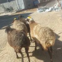 میش آبستن سنگین|حیوانات مزرعه|قزوین, |دیوار