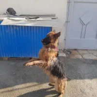 سگ ژرمن شولاین اصل