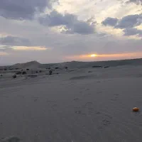 خرما دوردیف میانگین۸۸۰۰