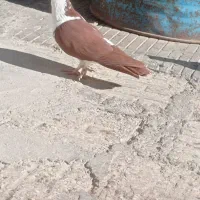 کلاغ افغانی اصل نر