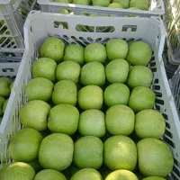 به چند خانواده لازم دارم برا کار سیب در نغده
