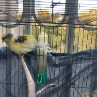 فروش قناری نر