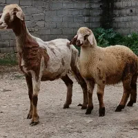 گوسفند بره دار سوپرجنس