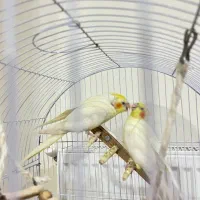 عروس هلندی لوتینو|پرنده|کرمانشاه, |دیوار