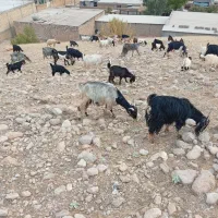 بز داشتی و کشتاری