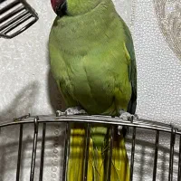 طوطی ملنگو و برزیلی