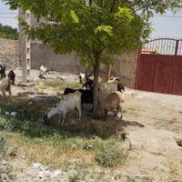 سلام دوستان نر بز جلو کش درشت به ضمانت فروشی|حیوانات مزرعه|قوچان, |دیوار