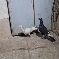 سده هفرنگ و پلنگ|پرنده|سبزوار, سجاد|دیوار