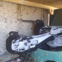 کبوتر یک جفتشو با عروس که جوجه داشته باشه میرنم|پرنده|مشهد, توس (بلوار توس)|دیوار