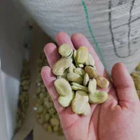 باقالا امسال