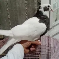 داراب|حیوانات|داراب, |دیوار