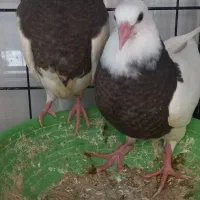 جوجه طوقی