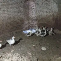 ۱۰عدد غاز سرحال|حیوانات مزرعه|بروجرد, |دیوار