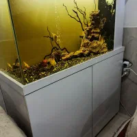 آکواریوم ۱ متری|ماهی|بانه, |دیوار