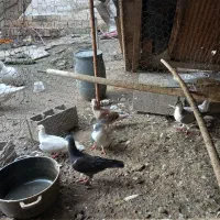 کبوتر ساده و رنگی|پرنده|قائمشهر, |دیوار